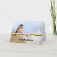 Eastern Bluebird