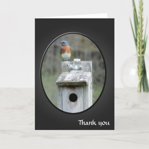 Eastern Bluebird Thank You Card