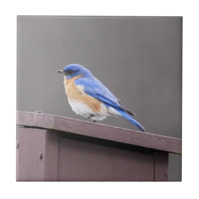 Eastern Bluebird Tile (Front)