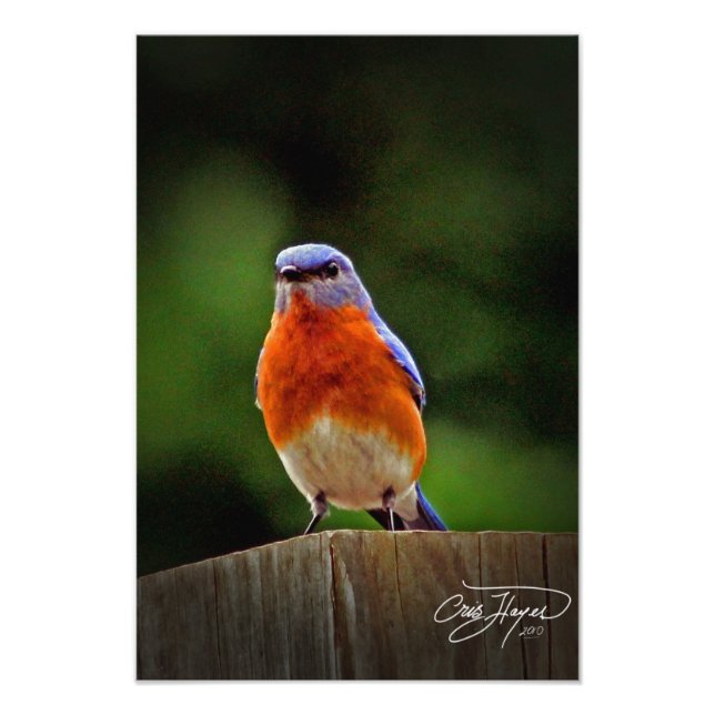Eastern Bluebird Wall Decor Photo Print (Front)
