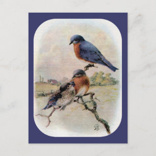 Eastern Bluebirds with Baby Bird Postcard