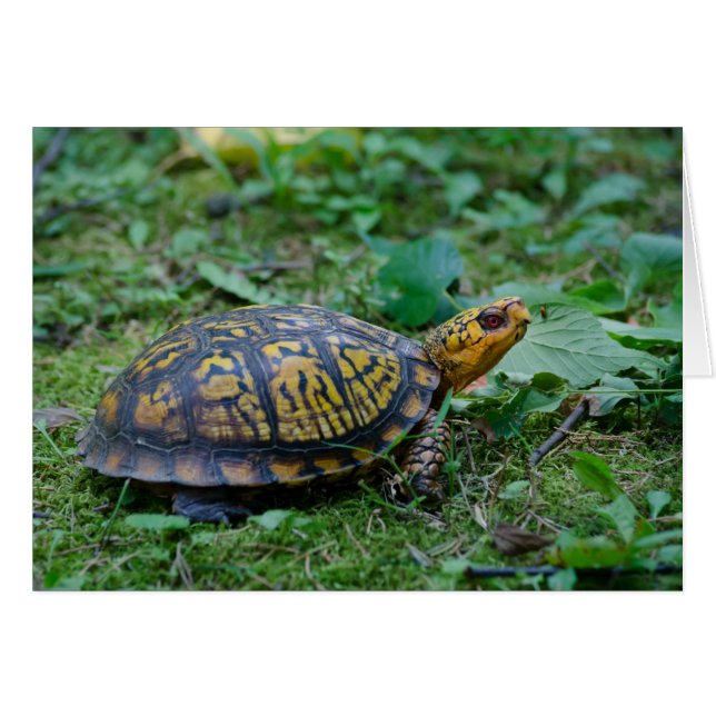 Eastern Box Turtle (Front Horizontal)