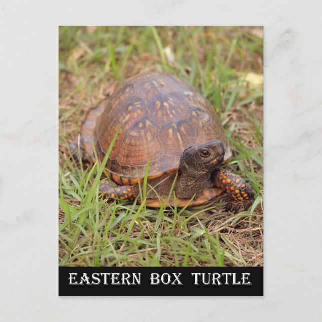 Eastern Box Turtle (North Carolina and Tennessee) Postcard (Front)