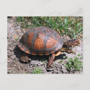 Eastern Box Turtle Postcard