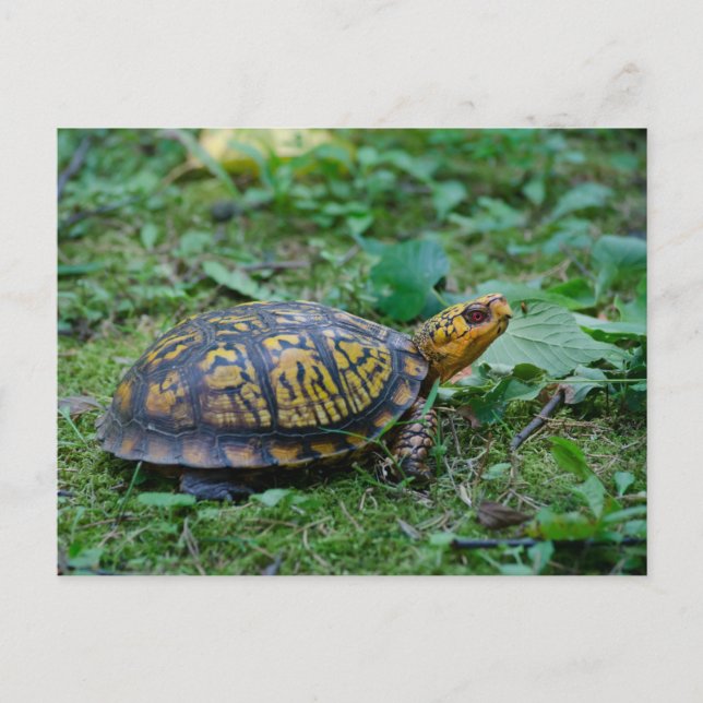 Eastern Box Turtle Postcard (Front)