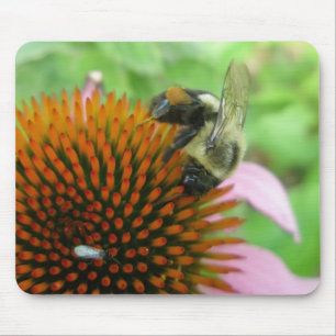 Eastern Carpenter Bee & Coneflower Series Mouse Pad