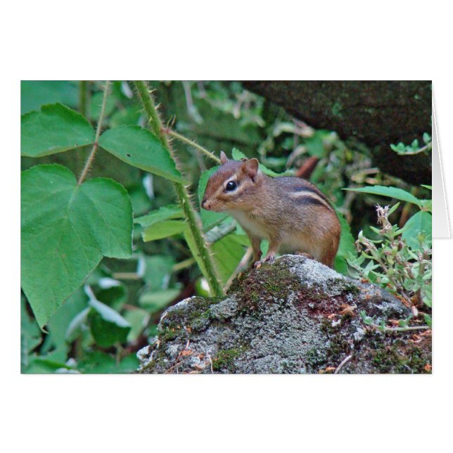 Eastern Chipmunk on Stump (Front Horizontal)