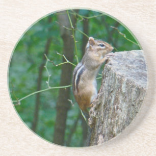 Eastern Chipmunk on Stump Coaster