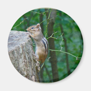 Eastern Chipmunk on Stump Magnet