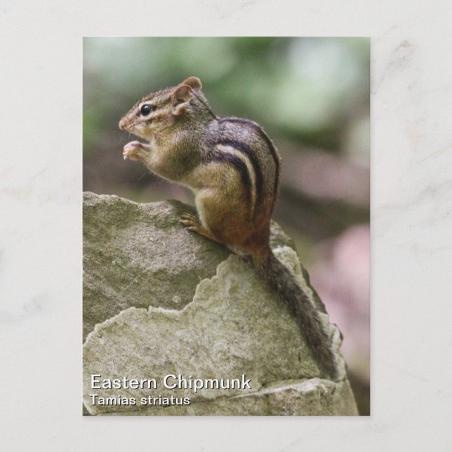Eastern Chipmunk Postcard (Front)