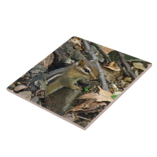 Eastern Chipmunk - Tamias striatus Tile