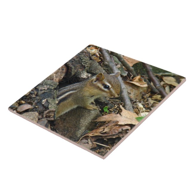 Eastern Chipmunk - Tamias striatus Tile (Side)