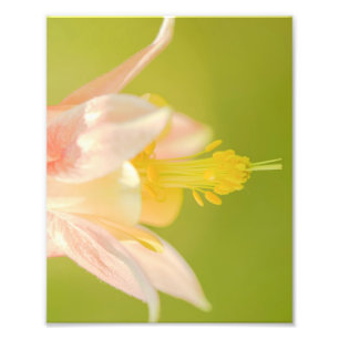 Eastern Columbine Wildflower Print