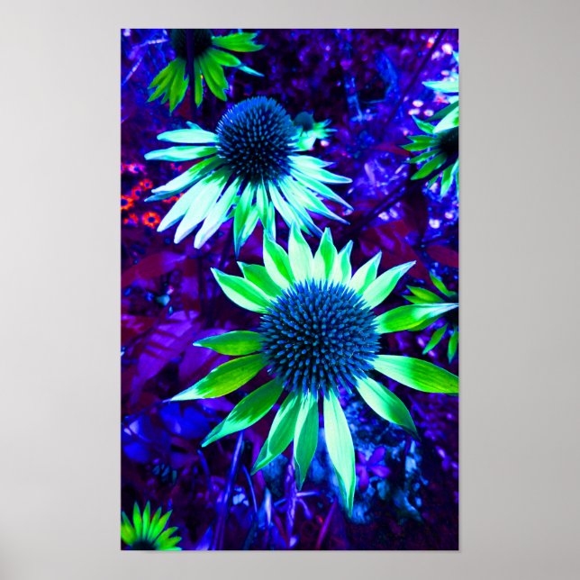Eastern Coneflower Echinacea Flowering Poster (Front)