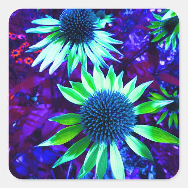 Eastern Coneflower Echinacea Flowering Square Sticker (Front)