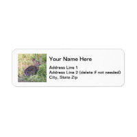 Eastern Cottontail
