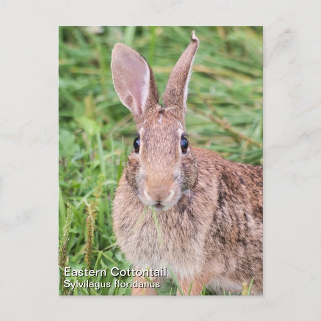 Eastern Cottontail Postcard (Front)