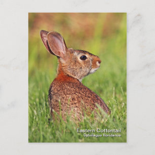 Eastern Cottontail Postcard