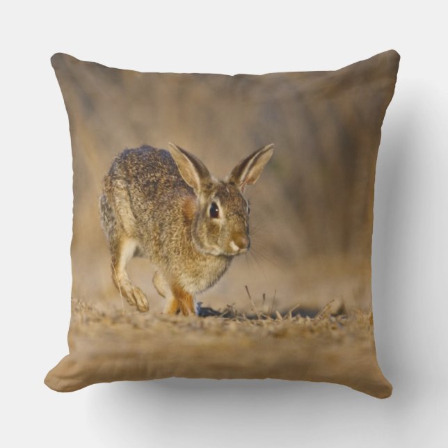 Eastern cottontail rabbit hopping cushion (Front)