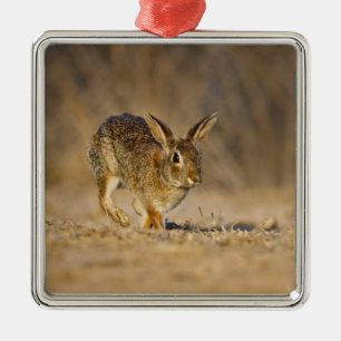 Eastern cottontail rabbit hopping metal tree decoration