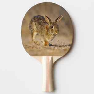 Eastern cottontail rabbit hopping ping pong paddle