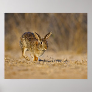 Eastern cottontail rabbit hopping poster
