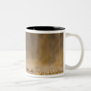 Eastern cottontail rabbit hopping Two-Tone coffee mug