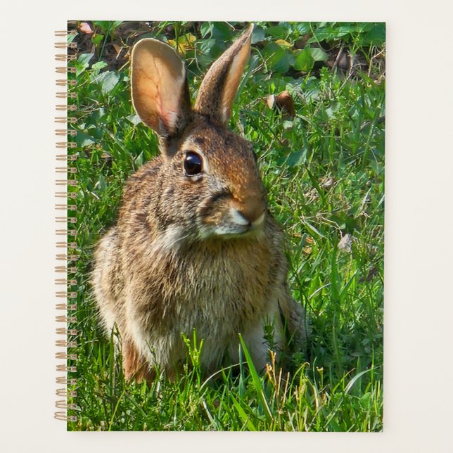 Eastern cottontail rabbit planner (Front)