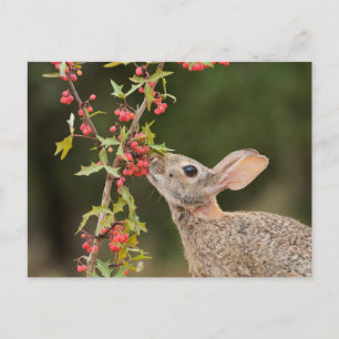 Eastern Cottontail South Texas Postcard