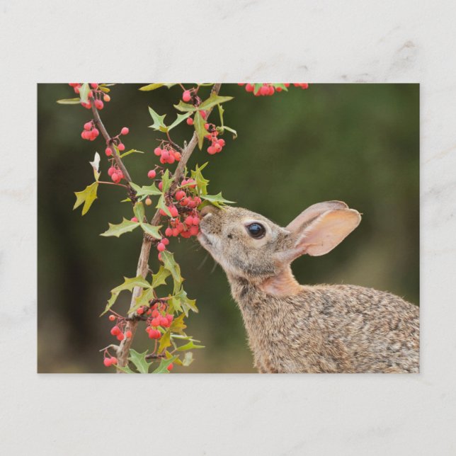 Eastern Cottontail | South Texas Postcard (Front)