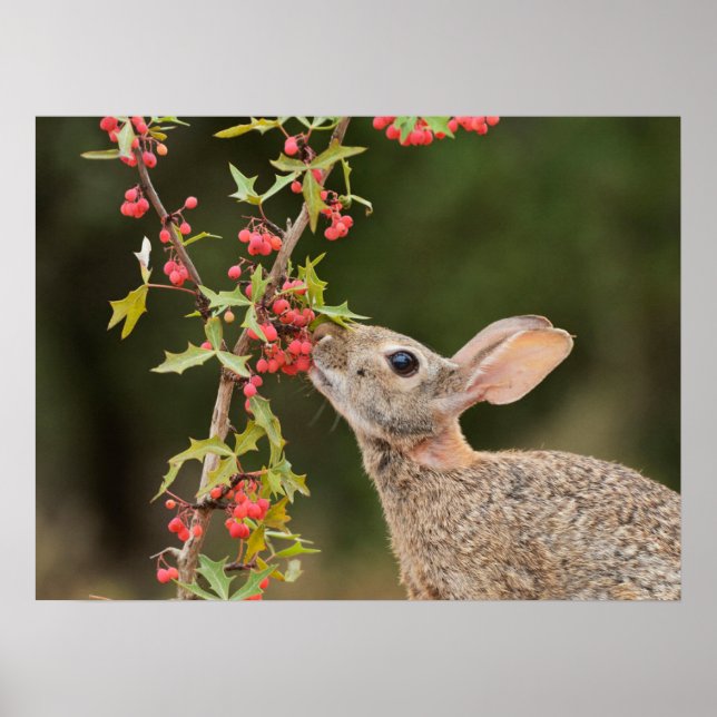 Eastern Cottontail | South Texas Poster (Front)