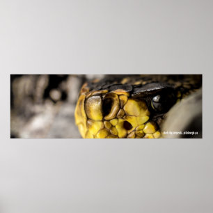 Eastern Diamondback Eye Poster