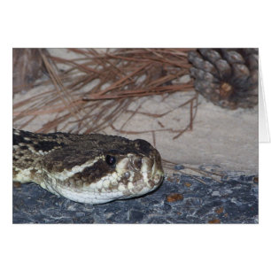 eastern diamondback rattlesnake