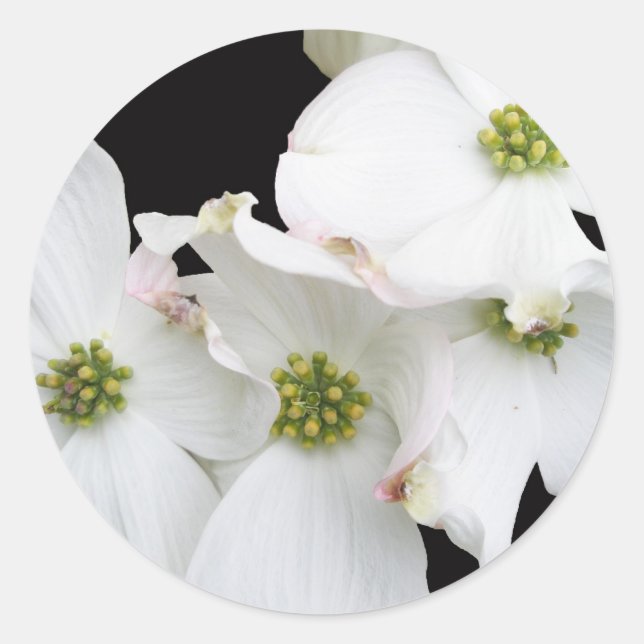 Eastern Dogwood Blossoms - Cornus florida Classic Round Sticker (Front)