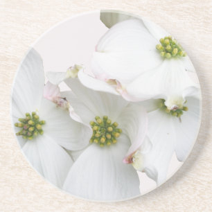 Eastern Dogwood Blossoms - Cornus florida Coaster