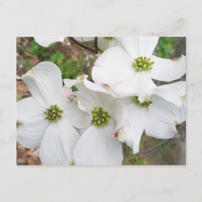 Eastern Dogwood Blossoms - Cornus florida Postcard (Front)