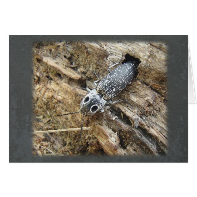 Eastern Eyed Elater Click Beetle - Alaus oculatus (Front Horizontal)