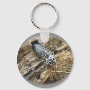 Eastern Eyed Elater Click Beetle - Alaus oculatus Key Ring