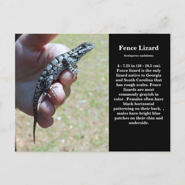 Eastern Fence Lizard Sc Wildlife Postcard (Front)