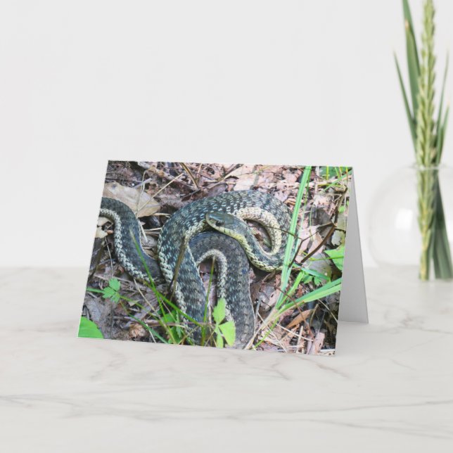 Eastern Garter Snake at Cape Cod Card (Front)