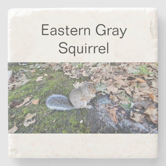 Eastern Gray Squirrel Stone Coaster (Front)