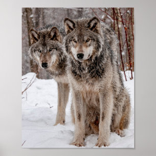 Eastern Gray Wolf Poster