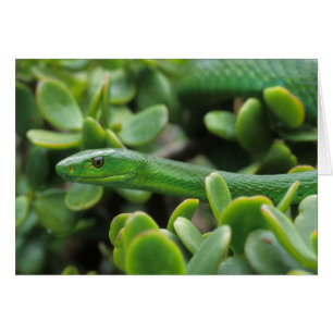 Eastern Green Mamba (Dendroaspis Angusticeps)