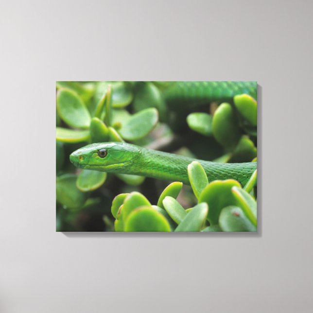 Eastern Green Mamba (Dendroaspis Angusticeps) Canvas Print (Front)