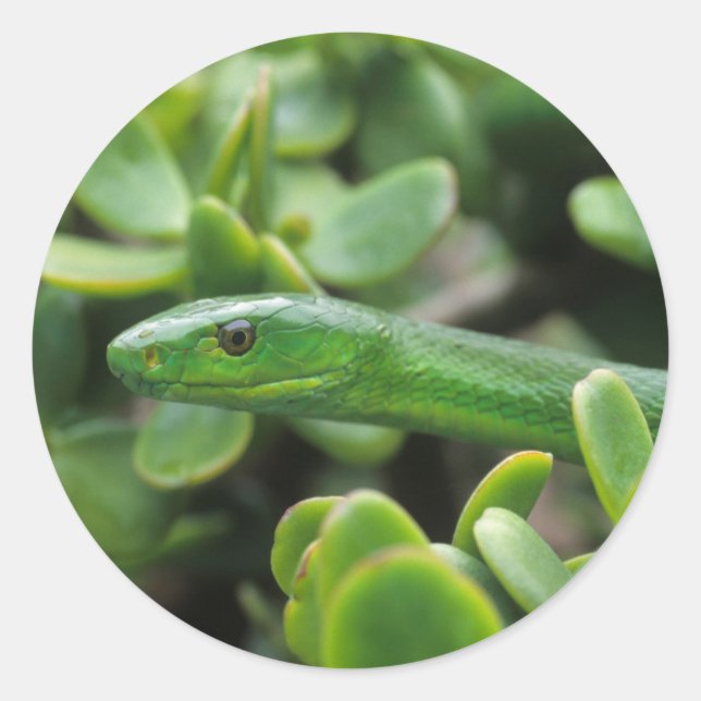 Eastern Green Mamba (Dendroaspis Angusticeps) Classic Round Sticker (Front)