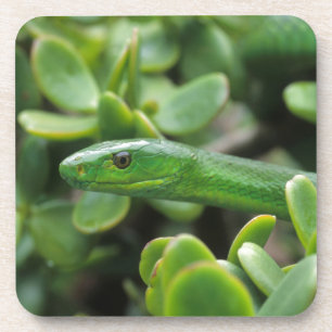 Eastern Green Mamba (Dendroaspis Angusticeps) Coaster
