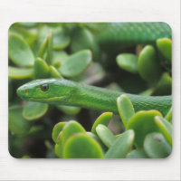 Eastern Green Mamba (Dendroaspis Angusticeps)
