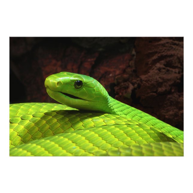 Eastern Green Mamba Dendroaspis Angusticeps Photo Print (Front)