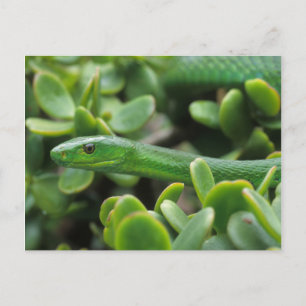 Eastern Green Mamba (Dendroaspis Angusticeps) Postcard