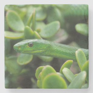 Eastern Green Mamba (Dendroaspis Angusticeps) Stone Coaster